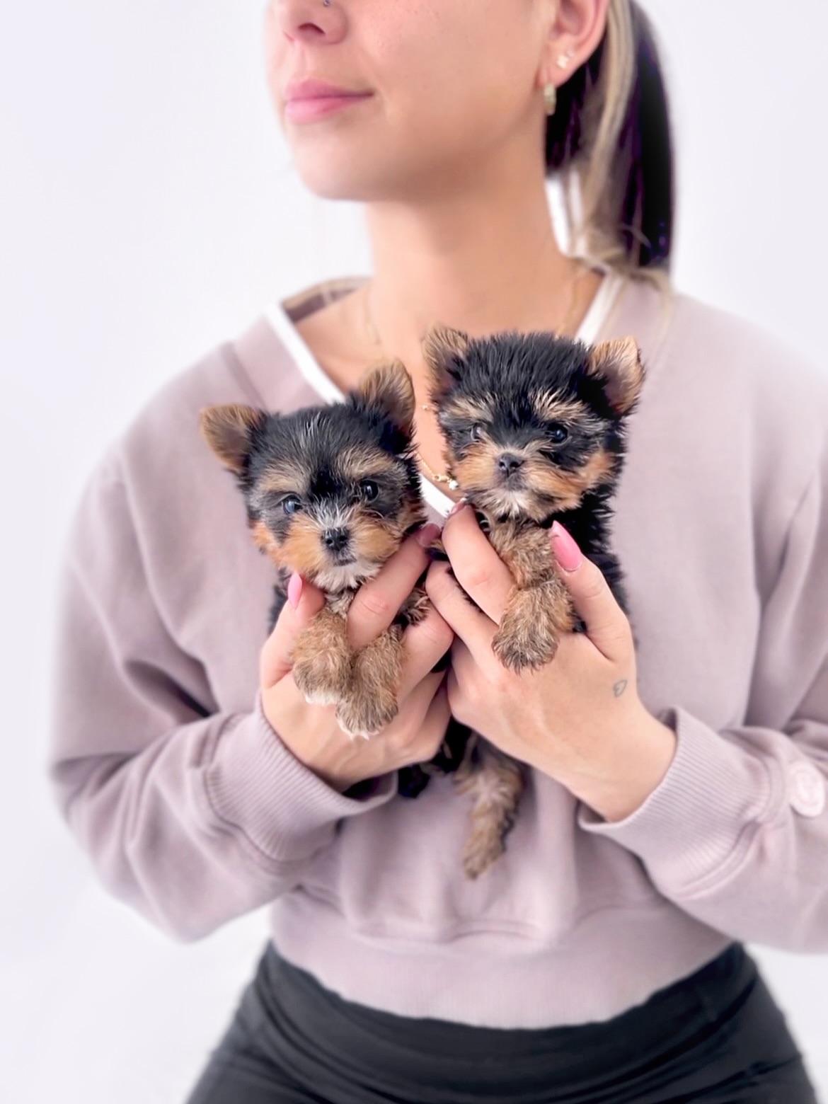 Adorable Yorkie Puppies for Sale in Michigan