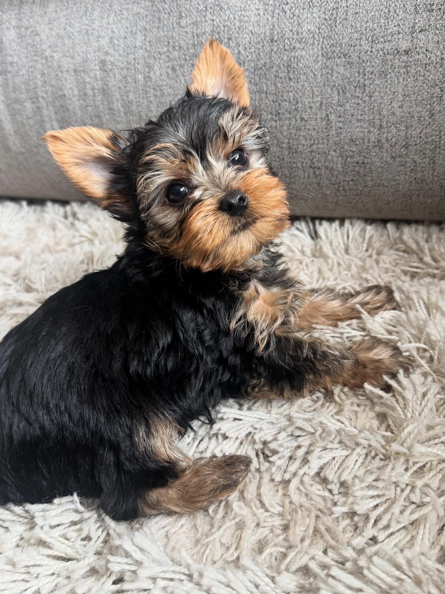 Adorable Yorkie Puppies for Sale in Phoenix
