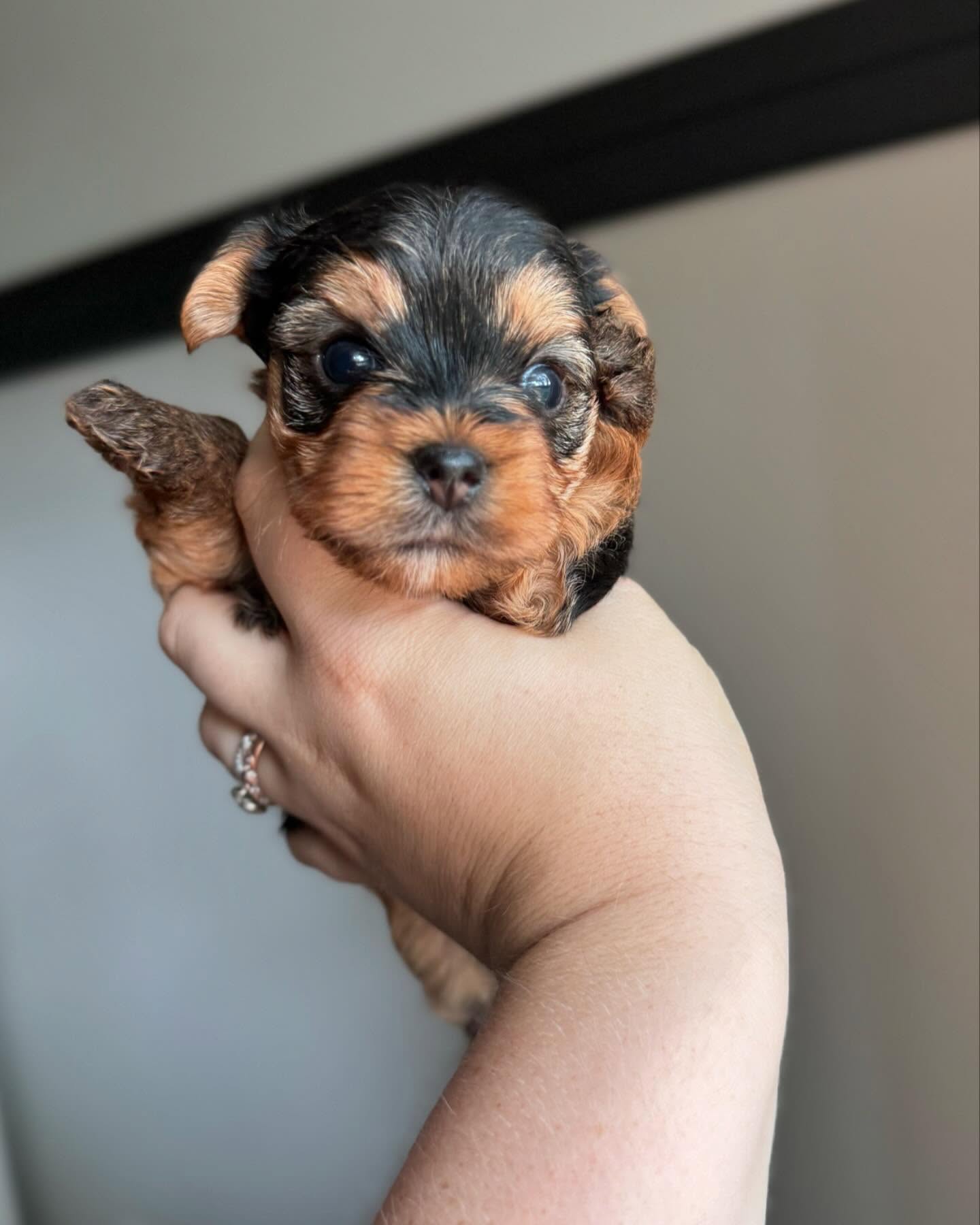 Premium Yorkie Puppies for Sale in Chicago
