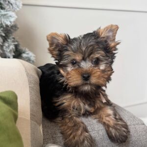 Yorkie Puppies For Sale Near Me