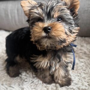 Yorkie Puppies For Sale in Ohio