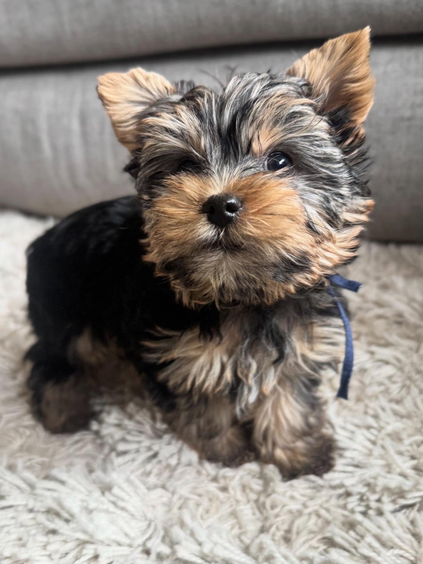 Yorkie Puppies For Sale in Ohio