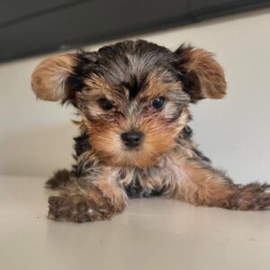Yorkie Puppies for Sale Under $500