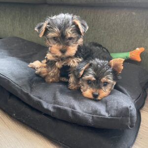 Yorkie Puppies for Sale in Houston