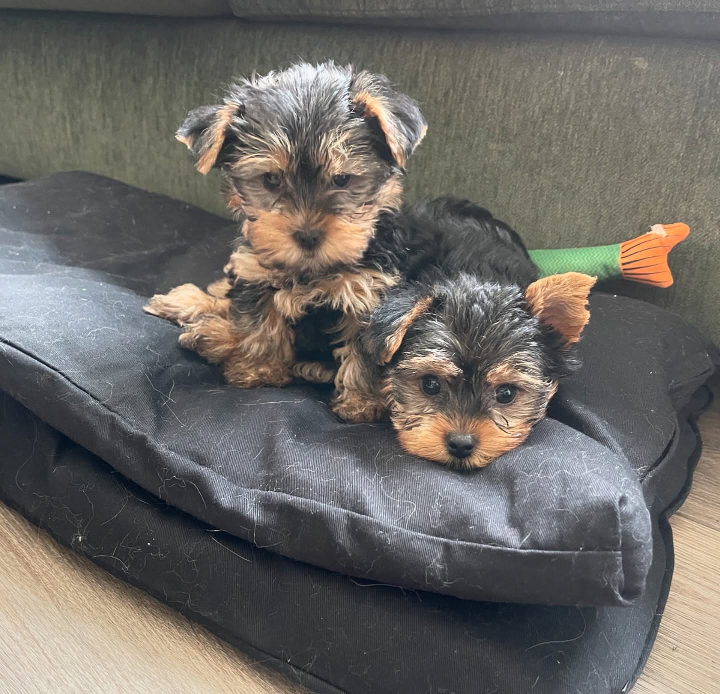 Yorkie Puppies for Sale in Houston