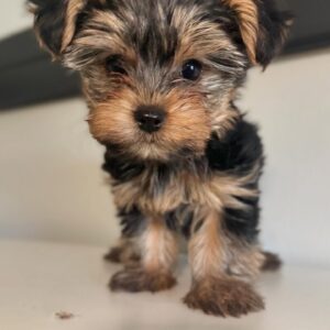 Yorkie Puppies for Sale in Indiana