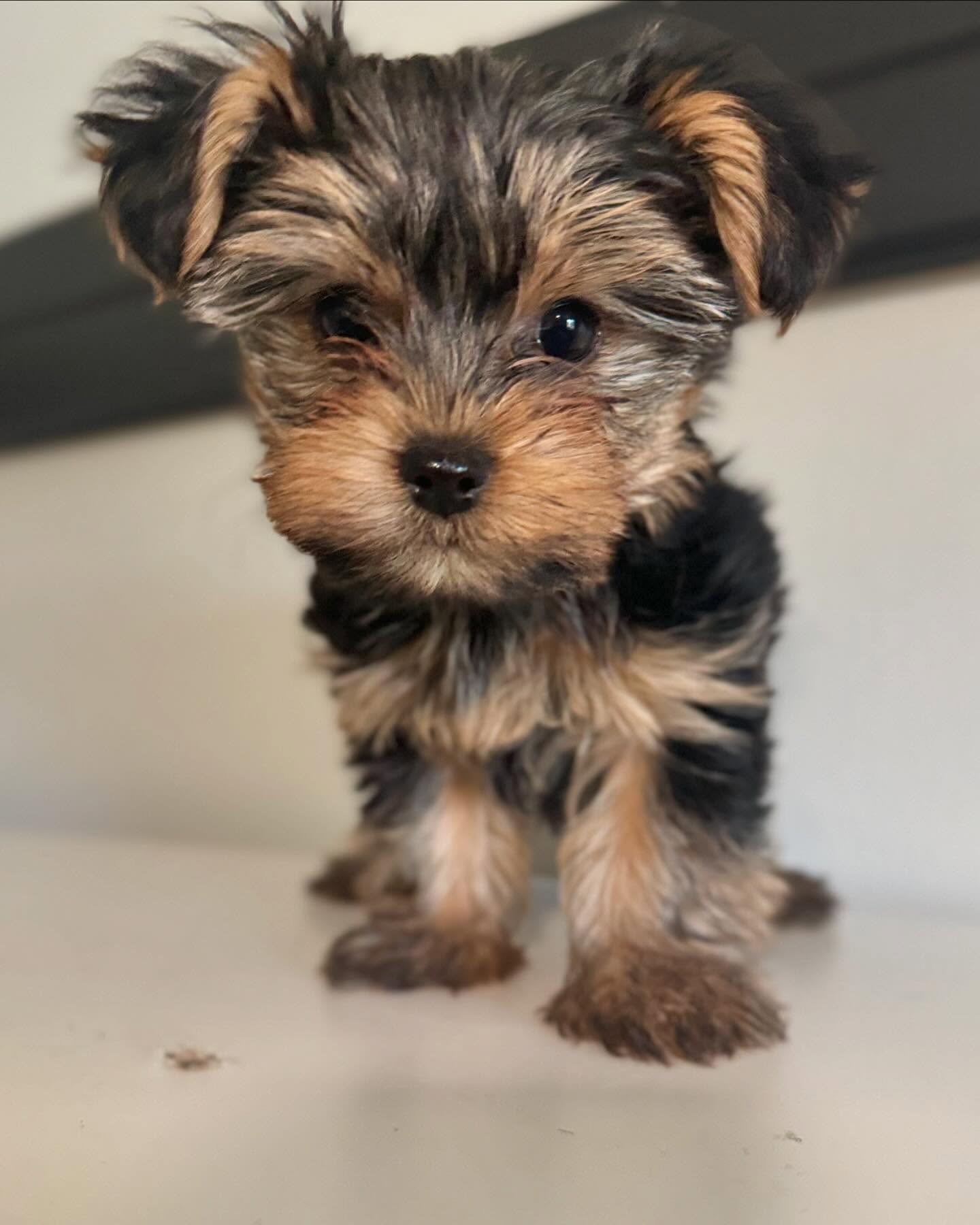 Yorkie Puppies for Sale in Indiana